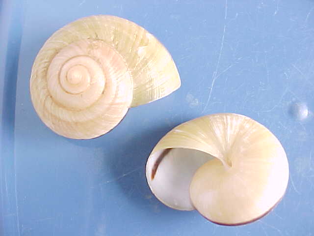 21882.