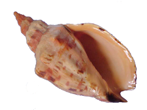 (c) Schnr-specimen-shells.com