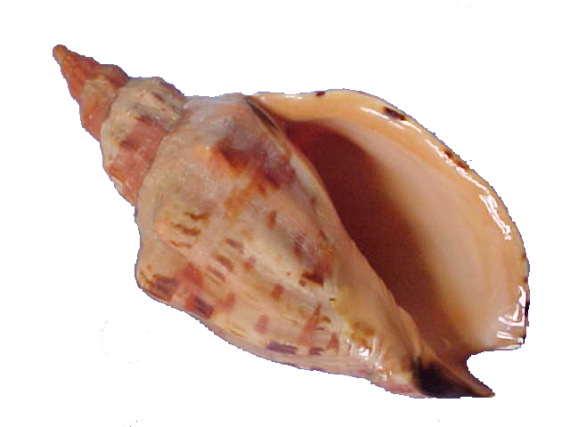 Buy Seashells For Sale Online from Schooner Specimen Shells