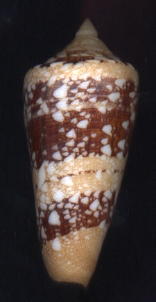 Buy Seashells For Sale Online from Schooner Specimen Shells