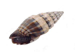 Buy Seashells For Sale Online from Schooner Specimen Shells