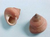 ....12773...(2)...Calliostoma euglyptum A. Adams, 1854....10 - 11 mm. F+/F++ w/operc. Dark red & finely beaded...Panama...$15 (2 available)