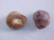 ....15154...(1)...Calliostoma coppingeri var. major Castellanos & Fernandez, 1976....11 mm. F++ w/operc. Scarce and dark brown...Argentina...$16 (1 available)