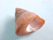 ....15155...(1)...Calliostoma jujubinum Gmelin, 1791....11 mm. F+. Light pink to dark brown with pearly interior...Florida...$5 (1 available)