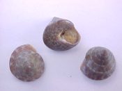 ....15215...(4prs)...Calliostoma laugieri Payraudeau, 1826....8 mm. F+. Brown with darker blotches...Spain...$3 (4 pairs available)