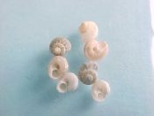 ....15219...(5)...Arene tricarinata Stearns, 1872....3 mm. F to F+. White to gray with tiny specks-get out the hand-lens!...Florida...$4 for 2 (5 available)