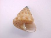 ....18624...(1)...Calliostoma gemmosum Reeve, 1842....15 mm. F++ w. operc. Inscised brown lines on tan granulose top...Brazil...$14 (1 available)