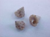 ....19151...(2)...Calliostoma brunneopictum Quinn, 1992....6 to 7 mm. F+. High apex, brown spots on gray-tan...Brazil...$10 (2 available)