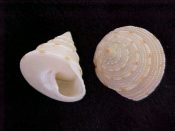 ....22630...(2)...Calliostoma (Astele) bullara Garrard, 1961... 25 to 28 mm. F+. Super-fine beading & a golden sheen. Beautiful!...Australia...$10 (2 available)
