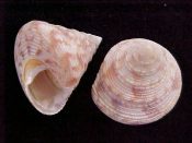 ....22631...(2)...Calliostoma (Astele) speciosum Adams, 1855....25 to 26 mm. F+. Red-brown mottling over beaded spiral cords...Australia...$10 (2 available)