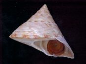 ....23679...(1)...Calliostoma formosense E. A. Smith, 1907....55 mm. F+ w/operc. Large, classic shape, live taken collectors item...Philippines...$12 (1 available)