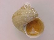 ....27303...(2)...Bathybembix bairdi Dall, 1889....36 to 41 mm. F+ w/operc. Nice examples of this big deep water Trochidae with greenish periostracum...Washington...$30 (2 available)