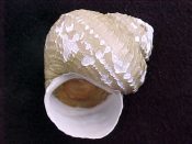 ....27304...(1)...Bathybembix bairdi Dall, 1889....47 mm. F+ w/operc. Big, slightly gerontic specimen of this deep water Trochidae...Washington...$35 (1 available)