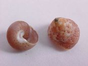 ....27799...(2)...Calliostoma depictum Dall, 1927....8 to 10 mm. F++. Fine, complex, dark red pattern...Brazil...$12 (2 available)