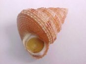....27800...(2)...Calliostoma militaris von Ihering, 1907....27, 30 mm. F++ w/operc. Excellent examples of this highly beaded scarce species...Brazil...$45 (2 available)