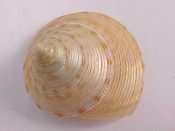 ....28005...(1)...Calliostoma formosense Smith, 1907....51 mm. F+. Large, sivery-tan with brown spots & dashes...Taiwan...$12 (1 available)