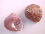 ....29597...(1)...Calliostoma euglyptum A. Adams, 1854....19 mm. F++. Lovely purple-pink with cream flammules...Florida...$20 (1 available)
