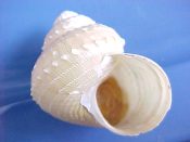 ....29958...(1)...Bathybembix bairdi Dall, 1889....43 mm. F+ w/operc & perio. Fragile & elegant deep water Trochidae...Washington...$32 (1 available)