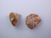 ....30011...(1)...Calliostoma jujubinum fm. tampaense Conrad, 1846....11 mm. F+. Cream, boldly mottled in dark red...Florida...$7 (1 available)