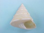 ....30591...(1)...Astele bularra Garrard, 1961....29 mm. F+ high. Beautiful, finely beaded spiral cords & with great lip. Good size too...Australia...$12 (1 available)