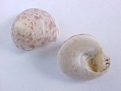 ....30599...(1)...Calliostoma adspersum Philippi, 1851....16 mm. F+ 1 w/operc. Fine example of this tiny top...Brazil...$7 (1 available)