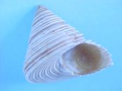 ....30605...(3)...Calliostoma canaliculatum Lightfoot, 1786....26 to 33 mm. F+ some w/operc. Strongly corded & with slightly channeled sutures (appropriate for the name!)...California...$9 (3 available)