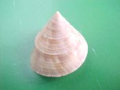 ....32058...(2)...Calliostoma iridium Dall, 1896....18 mm. F++ w/operc. (How come iridium is so much cheaper than platinum when it comes to Calliostoma?) Beautiful iridescent yellowish, with red-brown flamules...Panama...$18 (2 available)