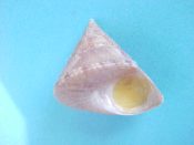 ....32060...(2)...Calliostoma nepheloide Dall, 1913....19 to 20 mm. F++. Yellow-tan with brown spots & finely beaded...Panama...$9 (2 available)