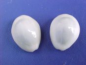 (5) Cypraea annulus Linne, 1758....20 to 24 mm. F++. Albino specimens, creamy white with blue-white dorsum and no ring...Philippines...$10 (5 available)