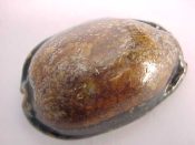 (1) Cypraea arabica Linne, 1758....42 mm. F+. STRANGELY melanistic, with chestnut brown dorsum & thick marginal callus so black it almost looks painted on...Philippines...$16 (1 available)