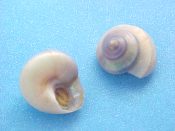 ....34030...(1)...Calliostoma coppingeri Smith, 1880....11 mm. F++ w/operc. Deep water species with light tan base & darker, pearly spire...Uruguay...$13 (1 available)