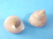 ....34031...(2)...Calliostoma jucundum Gould, 1849....10 to 11 mm. F++. Neat tan species with fine spiral cords...Uruguay...$14 (2 available)