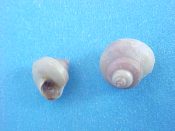 ....34032...(3)...Calliostoma nordenskjoldi Strebel, 1906....6 to 8 mm. F++. Curiously Nordic-sounding Trochids from the Deep South...Uruguay...$32 (3 available)