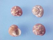 ....36659...(1set)...Clanculus cruciatus Linne, 1758....7 to 8 mm. F+. Nice 4 piece colour & pattern variation set of tiny tan & brown mottled tops with fine spiral cords...Israel...$7 (1 set available)