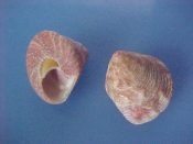 ....37780...(3)...Calliostoma euglyptum Adams, 1854....21 to 22 mm. F+. Best 3 selected from 110 ex col examples...Florida...$8 (3 available)