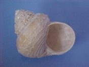 ....39693...(1)...Bathybembix bairdi Dall, 1889....41 mm. F+. Fresh dead but very decent example...Washington...$25 (1 available)