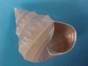 ....41326...(1)...Bathybembix argenteonitens Lischke, 1872....62 mm. F++ w/perio. Huge specimen in top condition, with perfect lip & thin tan perio...East China Sea...$23 (1 available)