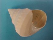 ....41327...(1)...Bathybembix argenteonitens Lischke, 1872....58 mm. F+ high. Large, clean, lovely specimen...East China Sea...$18 (1 available)