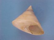 ....41632...(1)...Calliostoma cf. ciliare Menke, 1843....29 mm. F++. Although this specie is usually from West Australia, these were trawled by boats out of Mogadishu...Somalia...$25 (1 available)