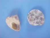 ....42111...(6)...Calliostoma antoni Koch, 1853....18 to 20 mm. F++ w/o. Nice fresh taken specimens complete with opercs...Panama...$5 (6 available)