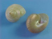 NEW....43211...(5)...Calliostoma hungerfordi Sowerby, 1888....20 to 22 mm. F++. Lovely iridescent yellowish colour. Less granular than consors and without pattern...Japan...$18 (5 available)