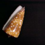 Conus dusaveli H. Adams, 1872..74mm. Perky proto and colorful dorsal display ..Philippines.