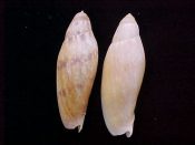 ....5964...(1pr)...Volutoconus grossi Iredale, 1927....57 - 65 mm. F+/F++. Contrasting pair: one colorful form, one more plain one...Australia...$38 (1 pair available)