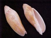 ....18868...(2)...Volutoconus grossi Iredale, 1927....67 to 68 mm. F++ solid. Great richly coloured specimens with orange brown dorsal glaze...Australia...$33 (2 available)