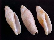 ....18870...(4)...Volutoconus grossi Iredale, 1927....62 to 67 mm. F+ solid. Decent specimens of a classic species - for a splenid price!!...Australia...$26 (4 available)