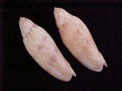 ....18871...(1pr)...Volutoconus grossi Iredale, 1927....63 to 69 mm. F++. Good contrast pairs - nice display!...Australia...$70 (1 pair available)