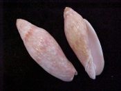 ....18906...(1)...Volutoconus grossi Iredale, 1927....62 mm. F+. . What you might call grossi marked-down (but still nice!!) specimen...Australia...$15 (1 available)