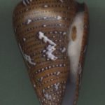 Conus cedonulli Linne, 1767.. 49mm. This one represents the very best of the species Has rare GREEN tints. ..St. Vincent.