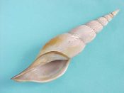 ....25087...(3)...Teramachia johnsoni Bartsch, 1942....129 to 140 mm. F+ high, nice!!. Big, fantastic specimens, purple-gray with excellent lips....Philippines...$65 (3 available)