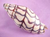 ....27094...(1)...Volutoconus bednalli Brazier, 1878....96 mm. F++. Beautiful classic pattern and full, thickened lip, so it's not juvenile!...Indonesia...$195 (1 available)